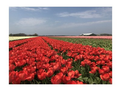 Holiday apartment Petten Beach 13 - Environment photo 29