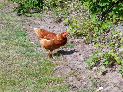 Holiday house Landgoed Het Eikenbossie - Outdoor photo 15