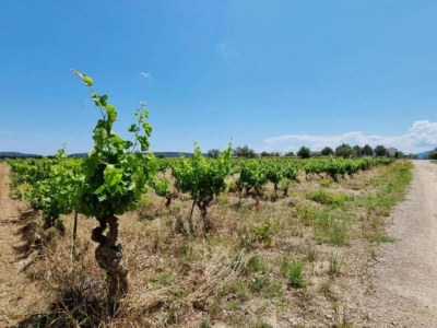 Villa Villa in Olonzac with Pool near Lac du Jouarres - Environment photo 34