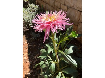 Holiday apartment House Tomica - Environment photo 28