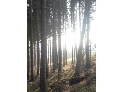 Villa Waldhaus - Outdoor photo 8