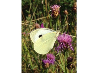 Villa Waldhaus - Environment photo 38