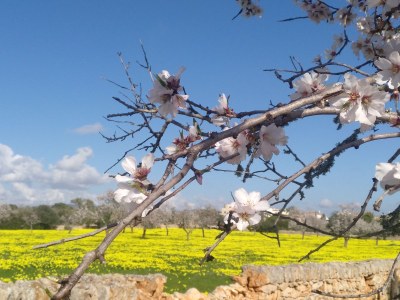 Finca Gran Valenc - Environment photo 40