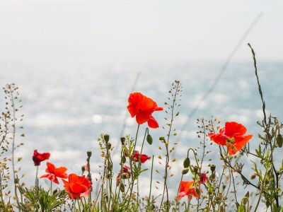 Holiday apartment Haus Ostseenixe - Environment photo 20