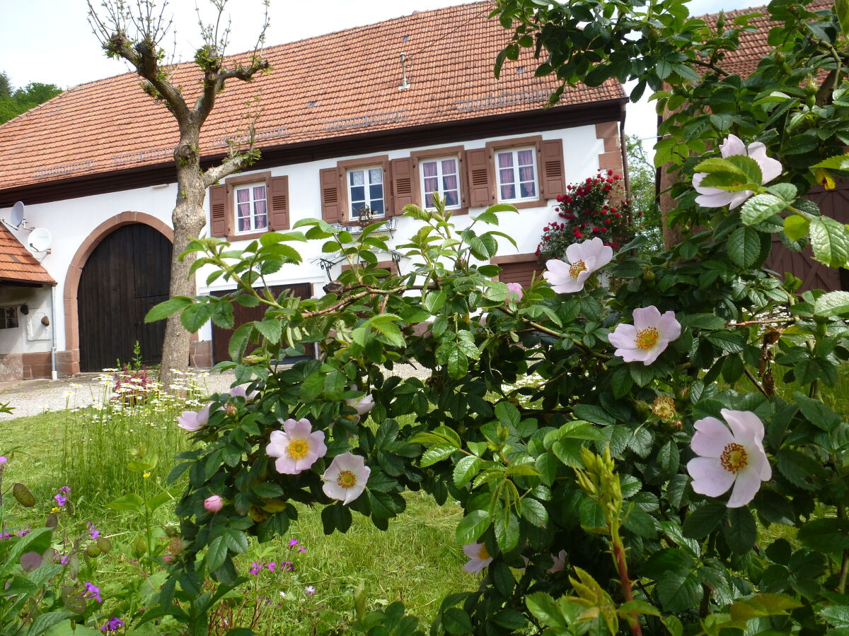 Holiday house Domaine du Chasseur Wanzel - Outdoor photo 3