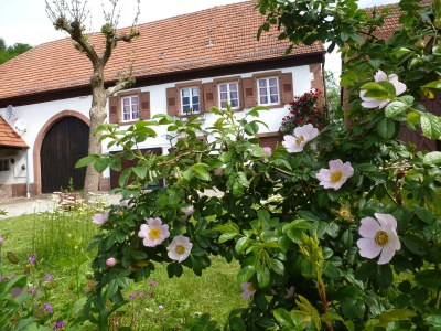 Holiday house Domaine du Chasseur Wanzel - Outdoor photo 3