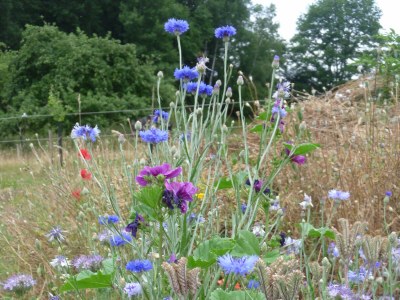 Holiday house Domaine du Chasseur Wanzel - Environment photo 28