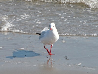 Holiday house Albatros - Environment photo 17