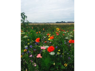 Holiday apartment Waterranonkel 1 - Environment photo 19