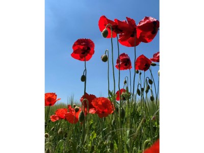 Apartment de Wielingen app 19 - Environment photo 24