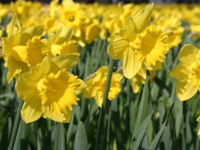 Apartment Duinhof VIII C003 - Environment photo 18