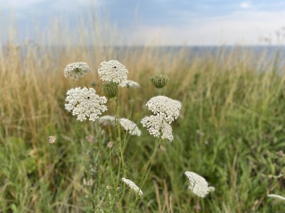 Holiday house Ostseelust - Environment photo 39