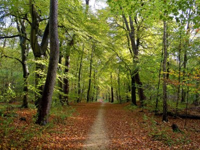 Holiday house Holiday home near Amsterdam with sauna & hot tub - Environment photo 11