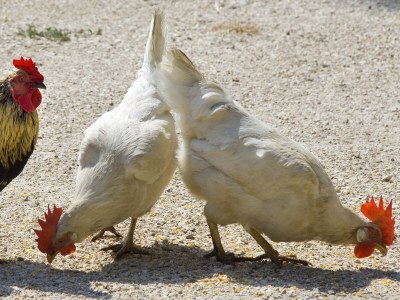 Holiday apartment Prackfolerhof - Outdoor photo 11