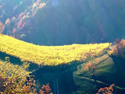 Holiday apartment Prackfolerhof - Environment photo 34