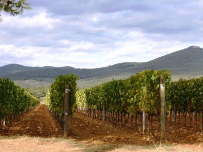 Villa Elvira - Environment photo 37