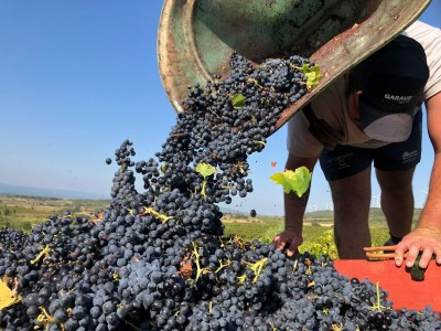 Villa Vineyard Villa Bliss - Outdoor photo 15