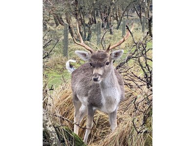 Holiday house Tuinenduin - Environment photo 24