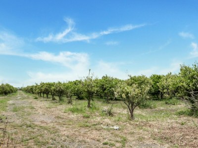 Holiday house Holiday Home near Mount Etna Views - Environment photo 36