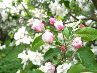 Holiday apartment Hagenah - Environment photo 27