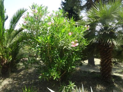 Holiday apartment Carina 2 - Outdoor photo 14