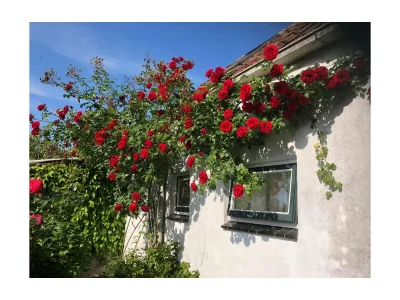 Holiday house Vacation for You and Your Dog in Grijpskerke - Holiday house