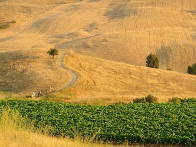 Holiday house Villa in Alia with Pool & Olive Views - Environment photo 29