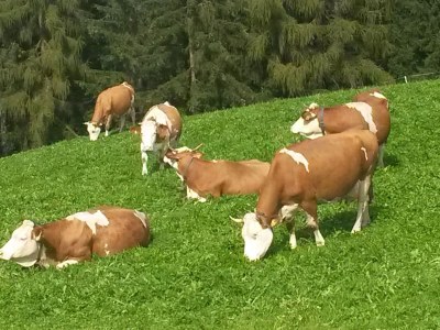 Holiday apartment Arnika - Outdoor photo 8