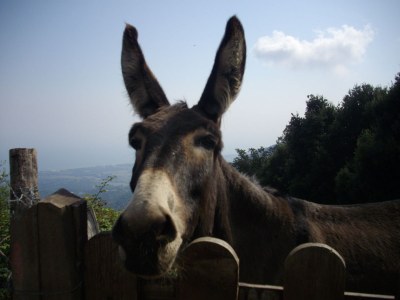 Holiday apartment Sole e Ventu (50 sm) - Environment photo 25