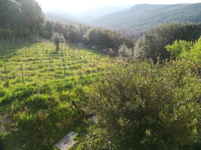 Holiday house Fattoria Aione - Outdoor photo 10