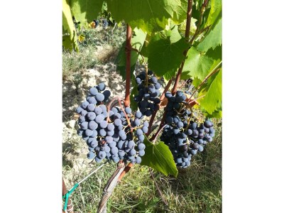 Holiday house Fattoria Aione - Outdoor photo 12