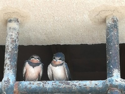 Holiday house Fattoria Aione - Outdoor photo 13