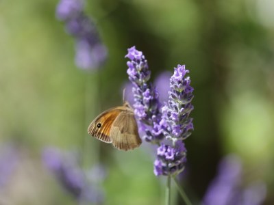 Holiday house Fattoria Aione - Outdoor photo 16