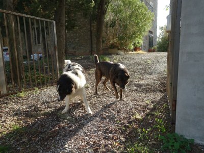 Holiday house Fattoria Aione - Outdoor photo 19