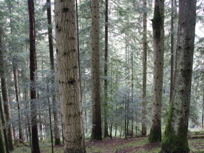 Holiday house Speicherhäusle - Environment photo 21