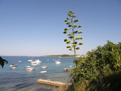 Apartment Martina - Environment photo 19