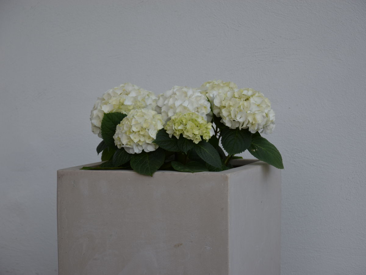 Holiday apartment Freiblick - Outdoor photo 4