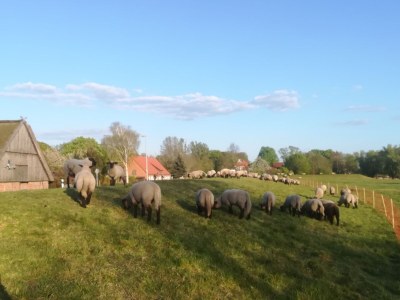 Holiday house „DIE ELF“ - Environment photo 38