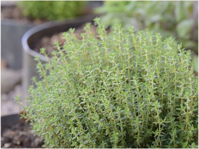 Holiday apartment Pear - Outdoor photo 7