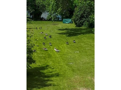 Holiday apartment Denkmal Wakenitz-Villa Anno 1922! - Environment photo 39