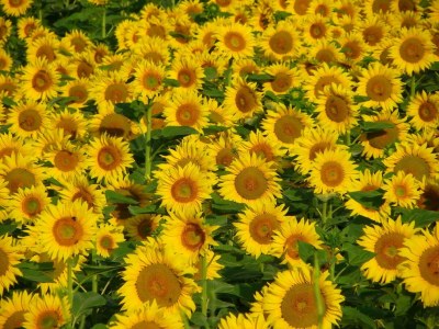 Cottage Dordogne Pool-Retreat - Outdoor photo 34