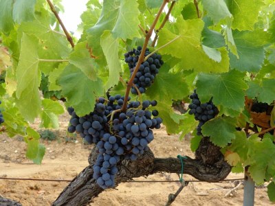 Cottage Dordogne Pool-Retreat - Outdoor photo 35