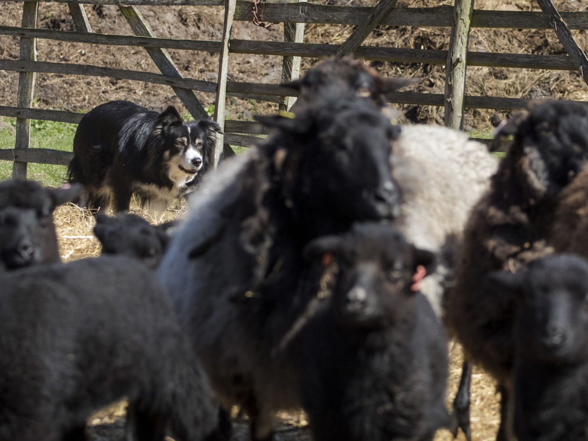 Holiday house Zartwitzer Hütte - Outdoor photo 5