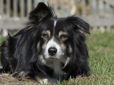 Holiday house Zartwitzer Hütte - Outdoor photo 4