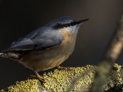 Holiday house Zartwitzer Hütte - Environment photo 16