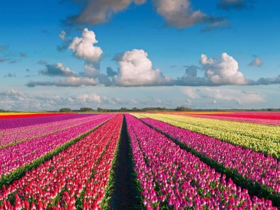 Bungalow van Almsick 2 - Environment photo 15