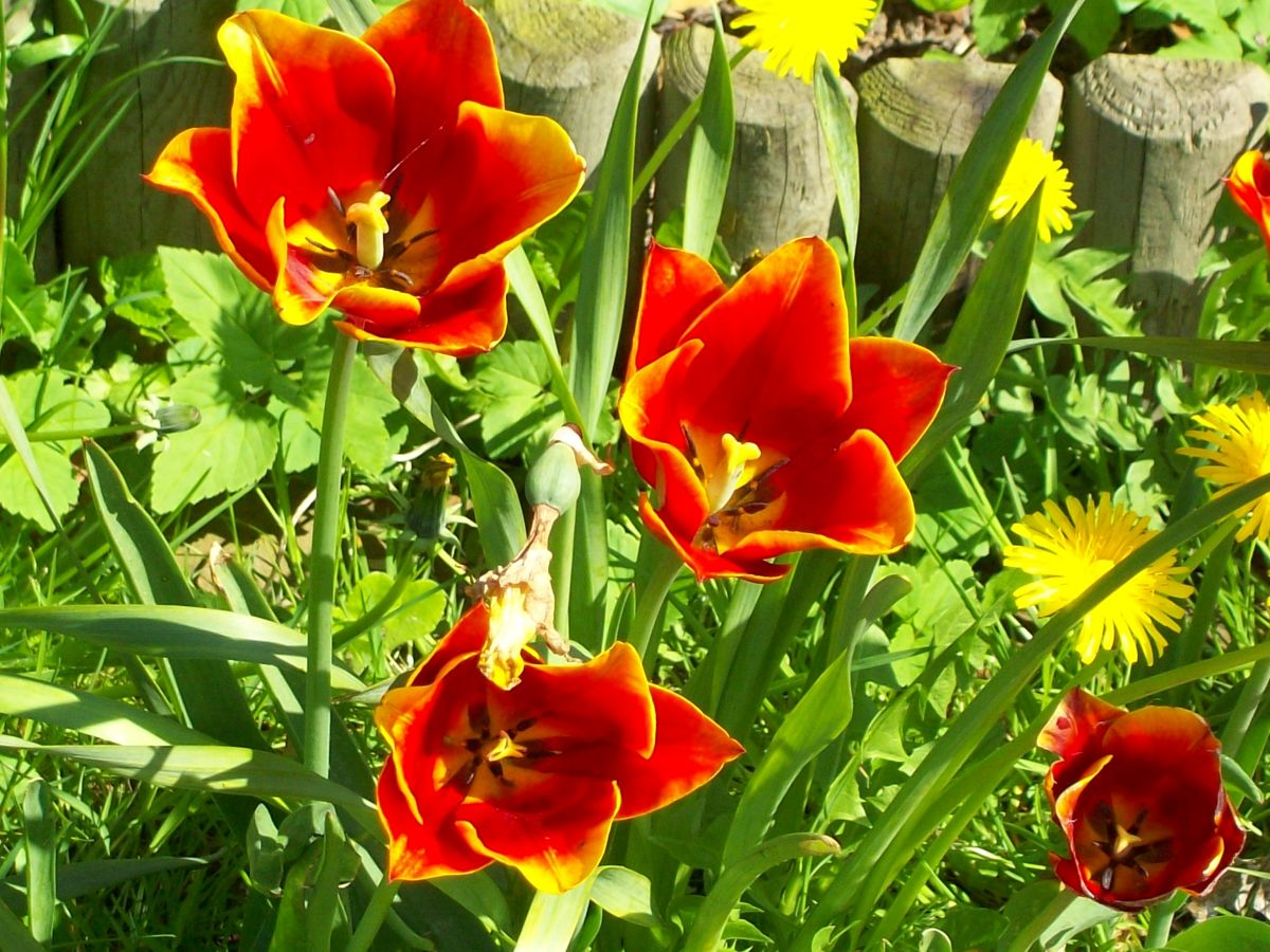 Holiday apartment Op de Warft Nordsee