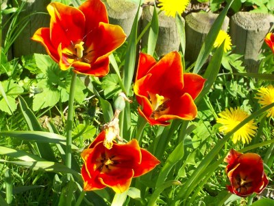 Holiday apartment Op de Warft Nordsee in Vollerwiek - Holiday apartment