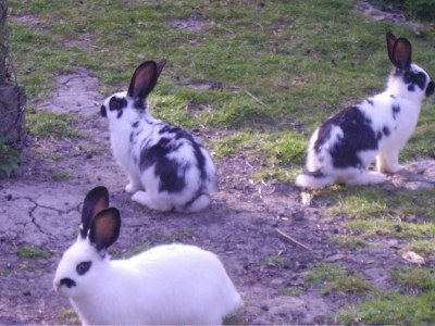 Holiday apartment Op de Warft Nordsee - Outdoor photo 9