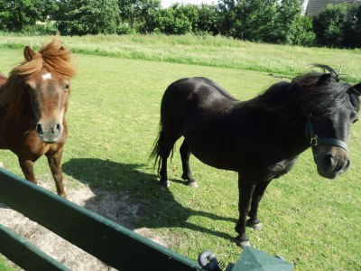 Holiday apartment Op de Warft Nordsee - Outdoor photo 11